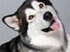 Alaskan malamute Mojo   [Tidl. hund]
