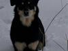 Finsk hyrdehund Fjällfarmens Kiivah