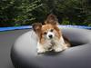 Papillon Oscar (R.I.P)