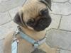 Mops BOB