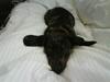 Gravhund blackie
