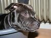 Staffordshire bull terrier Spike