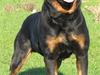 Rottweiler Gonzo