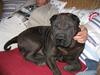 Shar pei Dolph