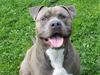 Amerikansk staffordshire terrier Rocco