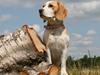 Beagle **Aiya** [Tidl. hund]