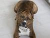 Amerikansk staffordshire terrier Kirah