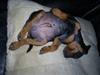 Dvaergpinscher Diego - R.I.P