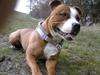 Staffordshire bull terrier Milo