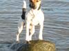 Jack russell terrier Tikki