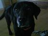 Labrador retriever sif (Død) :/  Savnet.  [ Himmelhund]