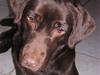 Labrador retriever freja