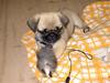 Mops sif