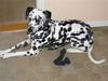Dalmatiner Sara R.I.P. [ Himmelhund]