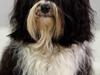 Tibetansk terrier Ömsikka's Astor af Ricko