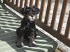 Dvaergschnauzer Albert