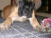 Boxer Kahlua