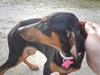 Dobermann Ana-bol