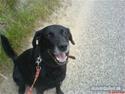 Labrador retriever Mozart >>--(¯`v´¯)->