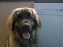 Leonberger Gaia