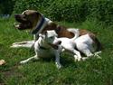 Jack russell terrier Futte