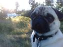 Mops Enzo :)