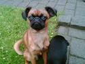 Griffon petit brabancon Kenzo