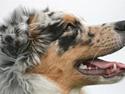 Australian shepherd Jersey