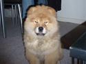 Chow chow Nika