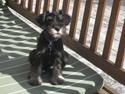 Dvaergschnauzer Albert