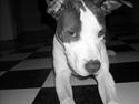 Amerikansk staffordshire terrier Akeela