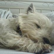 West highland white terrier Charlie