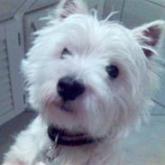 West highland white terrier Charlie