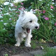 West highland white terrier Charlie