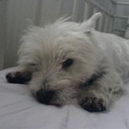 West highland white terrier Charlie