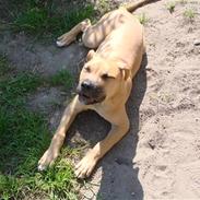 Amerikansk staffordshire terrier Tequila Sunrise