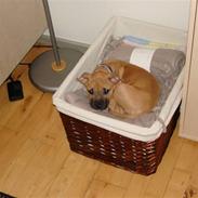 Amerikansk staffordshire terrier Tequila Sunrise