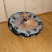 Amerikansk staffordshire terrier Tequila Sunrise