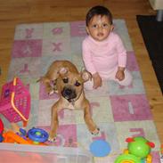 Amerikansk staffordshire terrier Tequila Sunrise