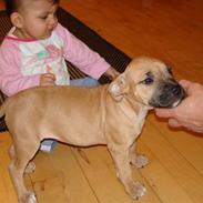 Amerikansk staffordshire terrier Tequila Sunrise