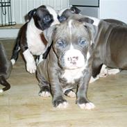 Amerikansk staffordshire terrier Bosco