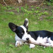 Welsh corgi cardigan Ludvig