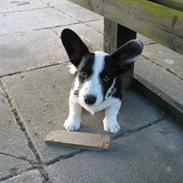 Welsh corgi cardigan Ludvig