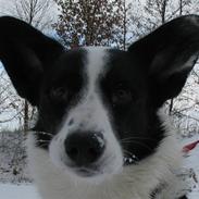 Welsh corgi cardigan Ludvig
