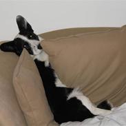 Welsh corgi cardigan Ludvig