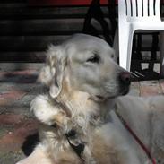 Golden retriever Zita