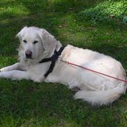 Golden retriever Zita