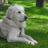 Golden retriever Zita