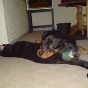 Rottweiler bosso