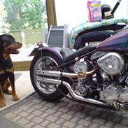 Rottweiler bosso